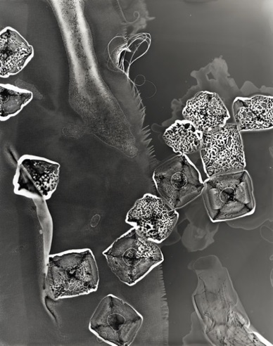 Composition 70